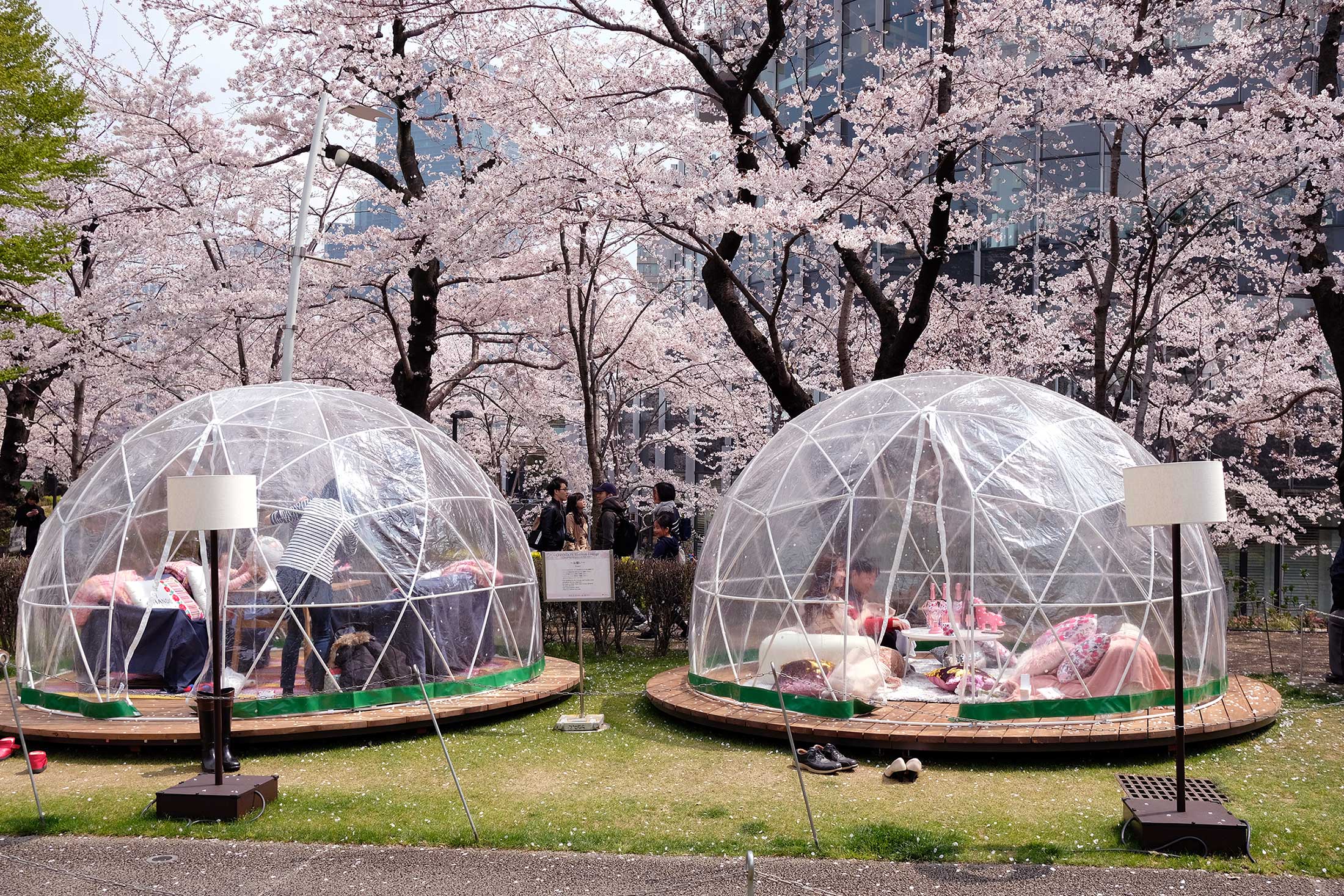 The Big Business Of Japan’s Cherry Blossoms